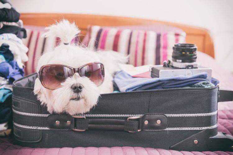 dog laying in suitcase