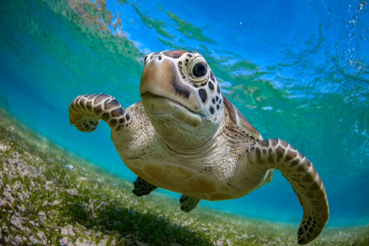 green sea turtle